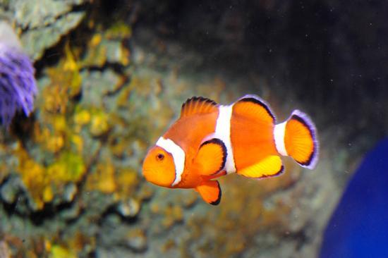 l'Acquario di New York