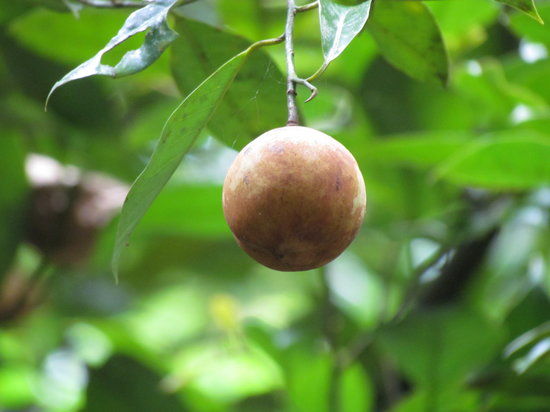 Finca La Isla