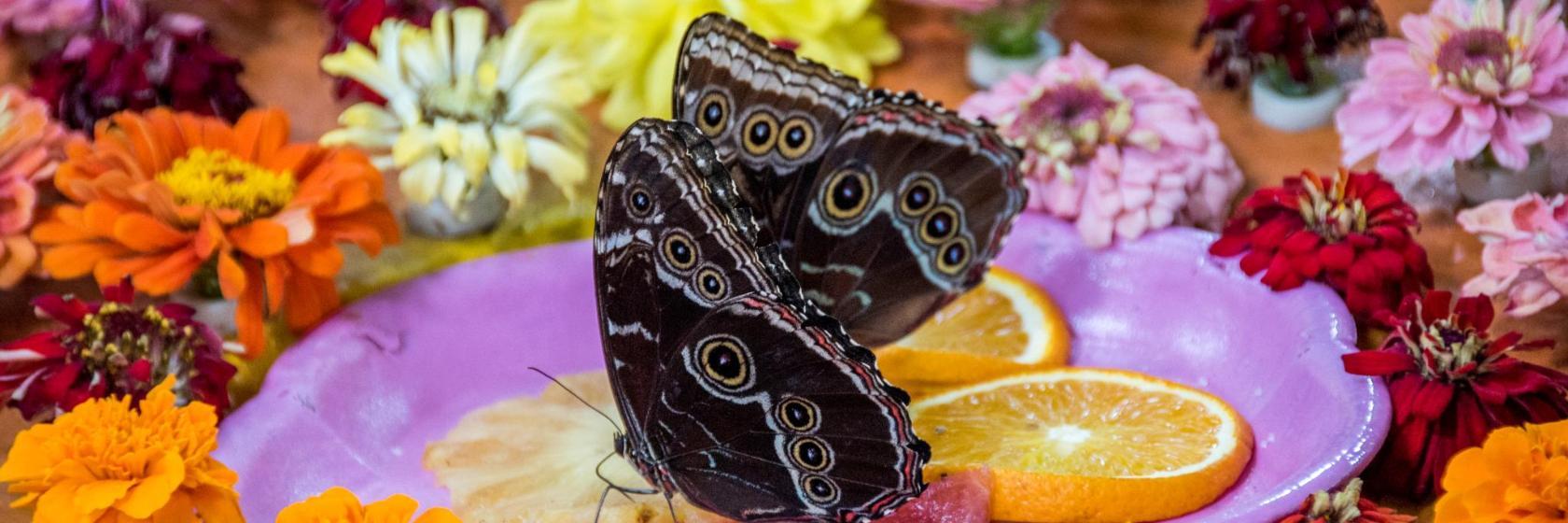 Giardino Dubai Butterfly Garden
