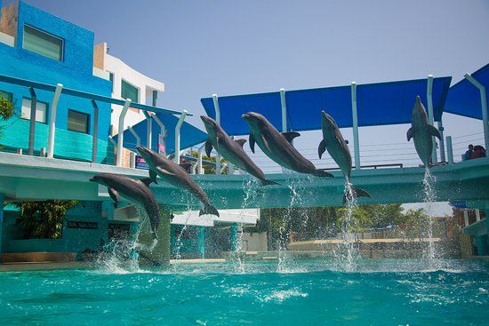 el Acuario Interactivo